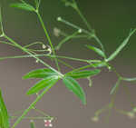 Arkansas bedstraw